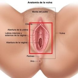 Suelo Pélvico y Mujer 3