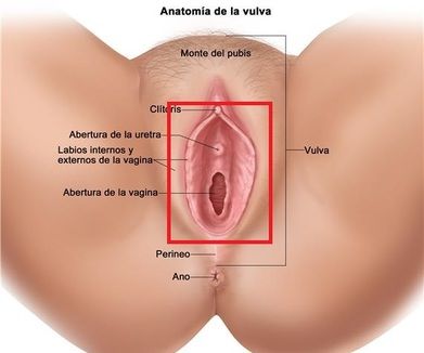 vulva
