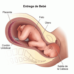Modalidades de parto vs. disfunciones del suelo pélvico: necesidad de educación y de un proceso de decisión informado. 2